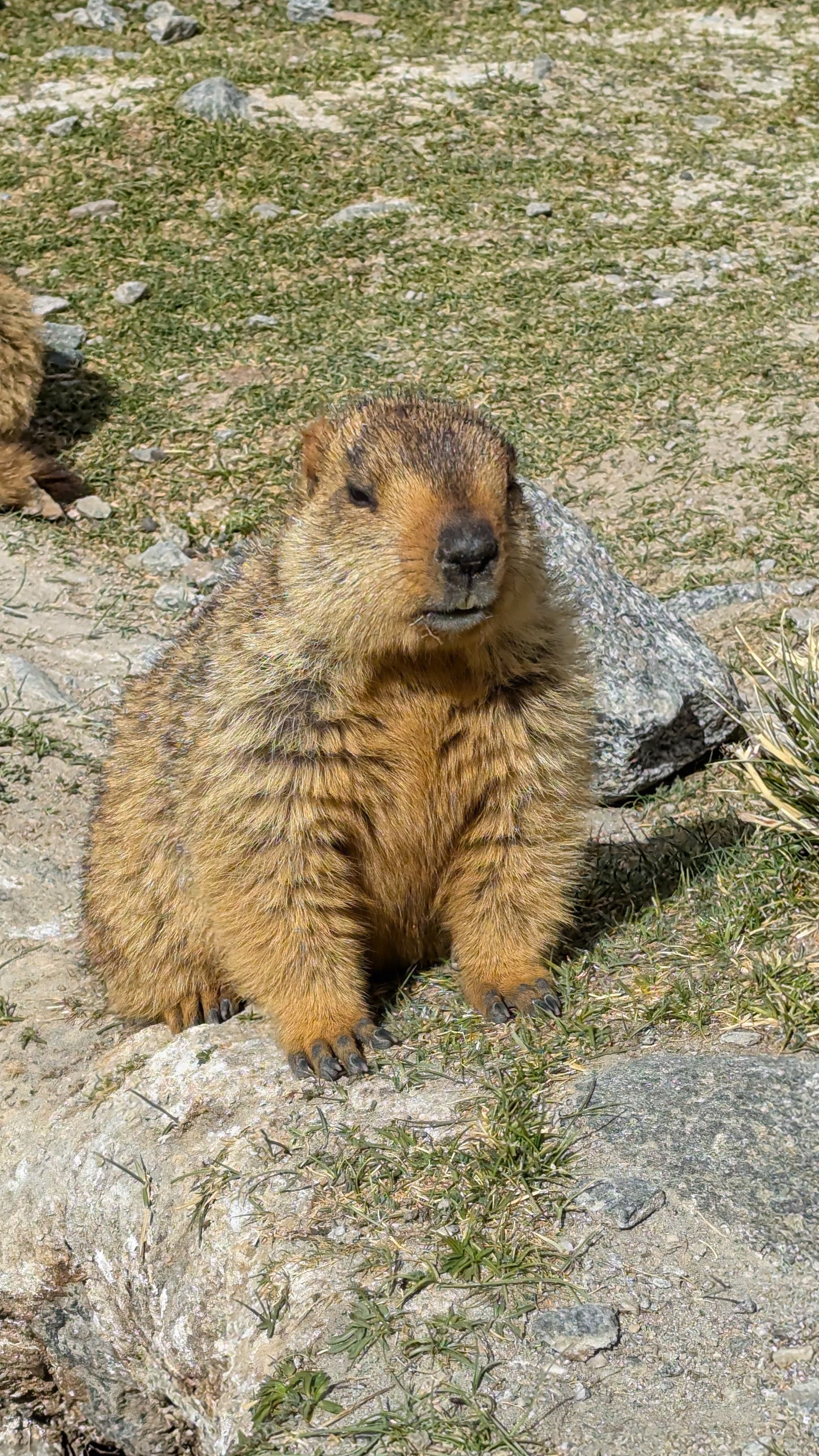Himalayan marmot near Pangong Lake